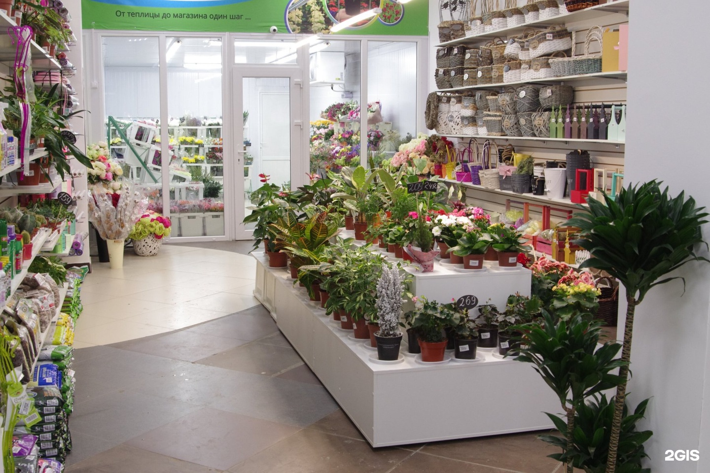 Где Купить Комнатные Растения В Казани