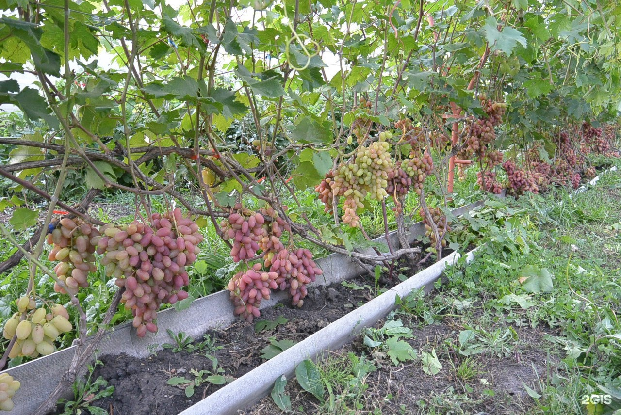 Где Купить Саженцы Винограда В Челябинске