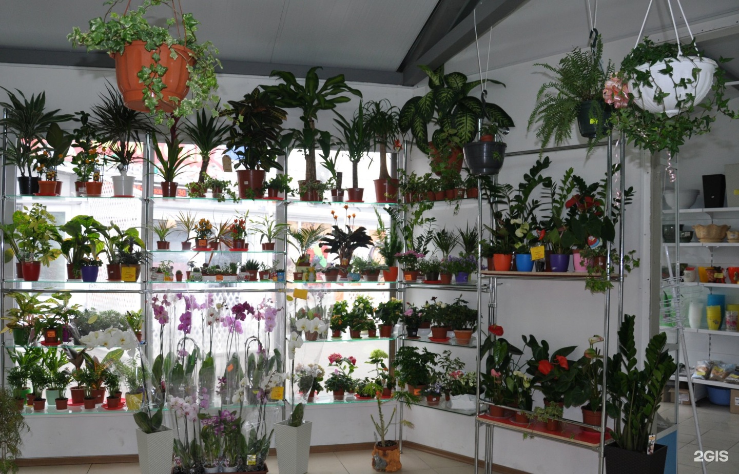 Где В Волгограде Можно Купить Комнатные Растения