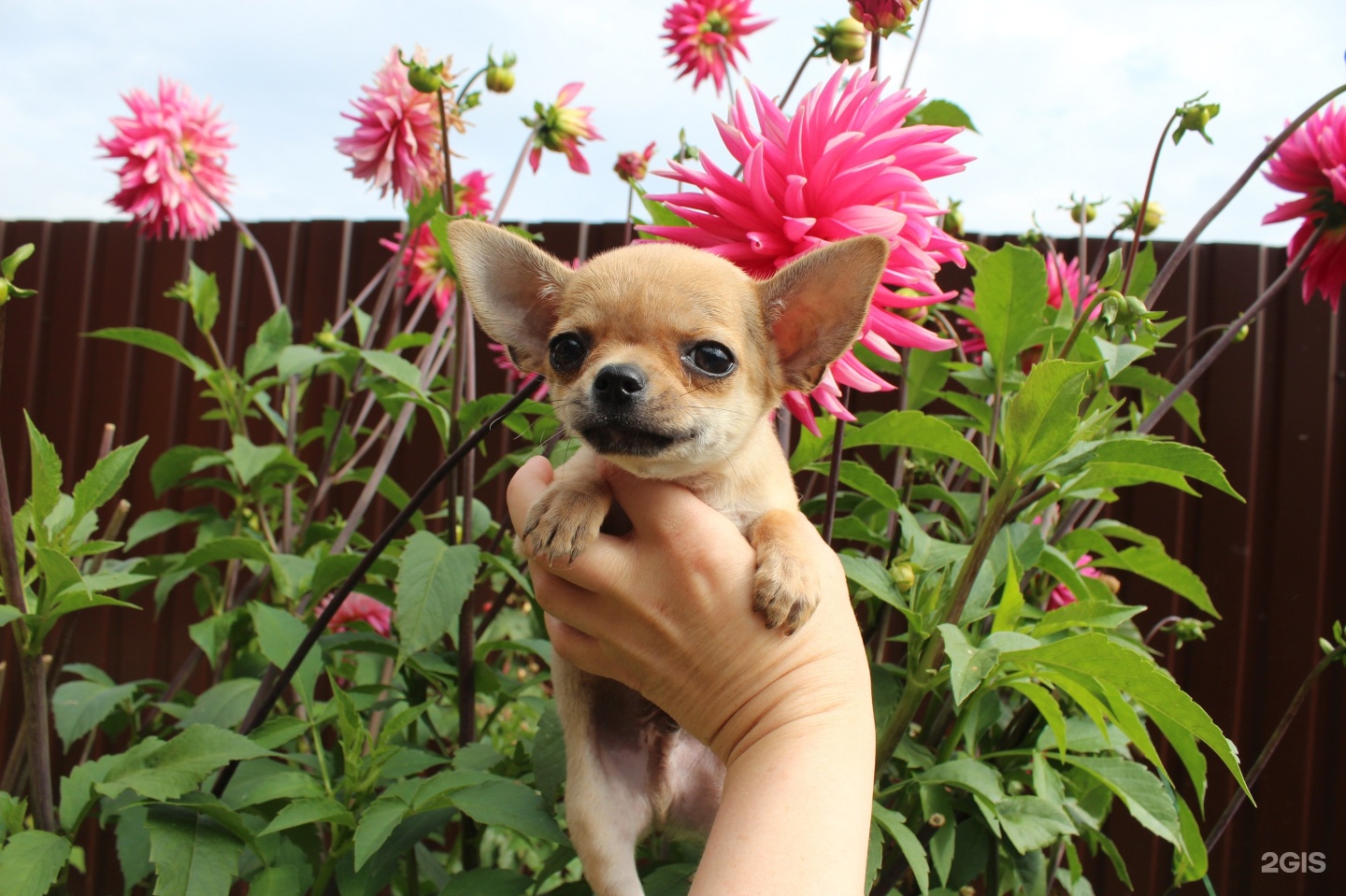 чихуахуа мексиканская рыжая. улица чихуахуа. чихуахуа рикко вигал, московский. чихуахуа мексиканская порода. чихуахуа гуляет.