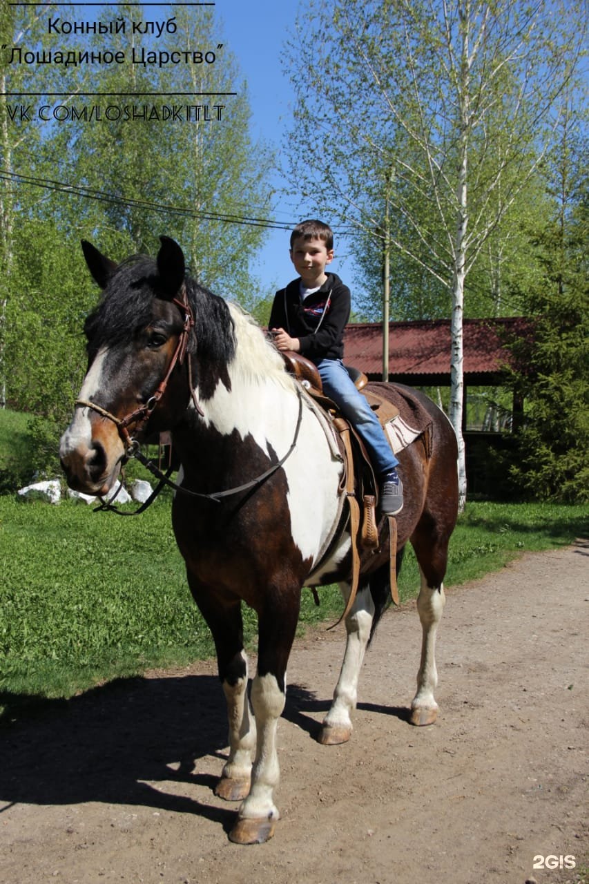 Лошадиное царство. Ранчо Тольятти конюшня. Конный клуб Тольятти. Hills Ranch конный клуб.