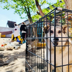 Фото от владельца Омские Хвостики, благотворительный фонд помощи животным