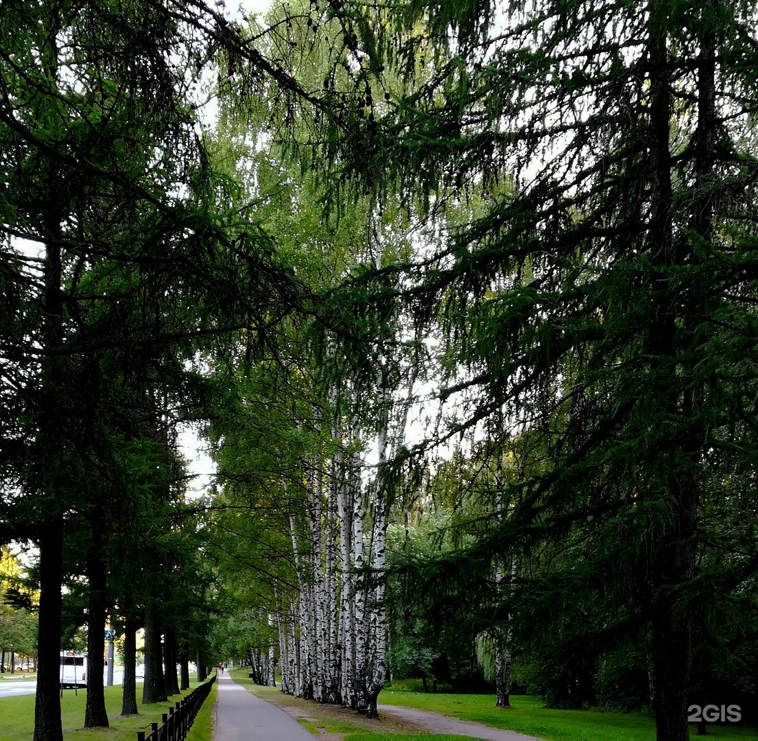 Green park санкт петербург. Парк Сосновка Северный проспект. Сосновый парк в СПБ. Лесотехнический парк СПБ.