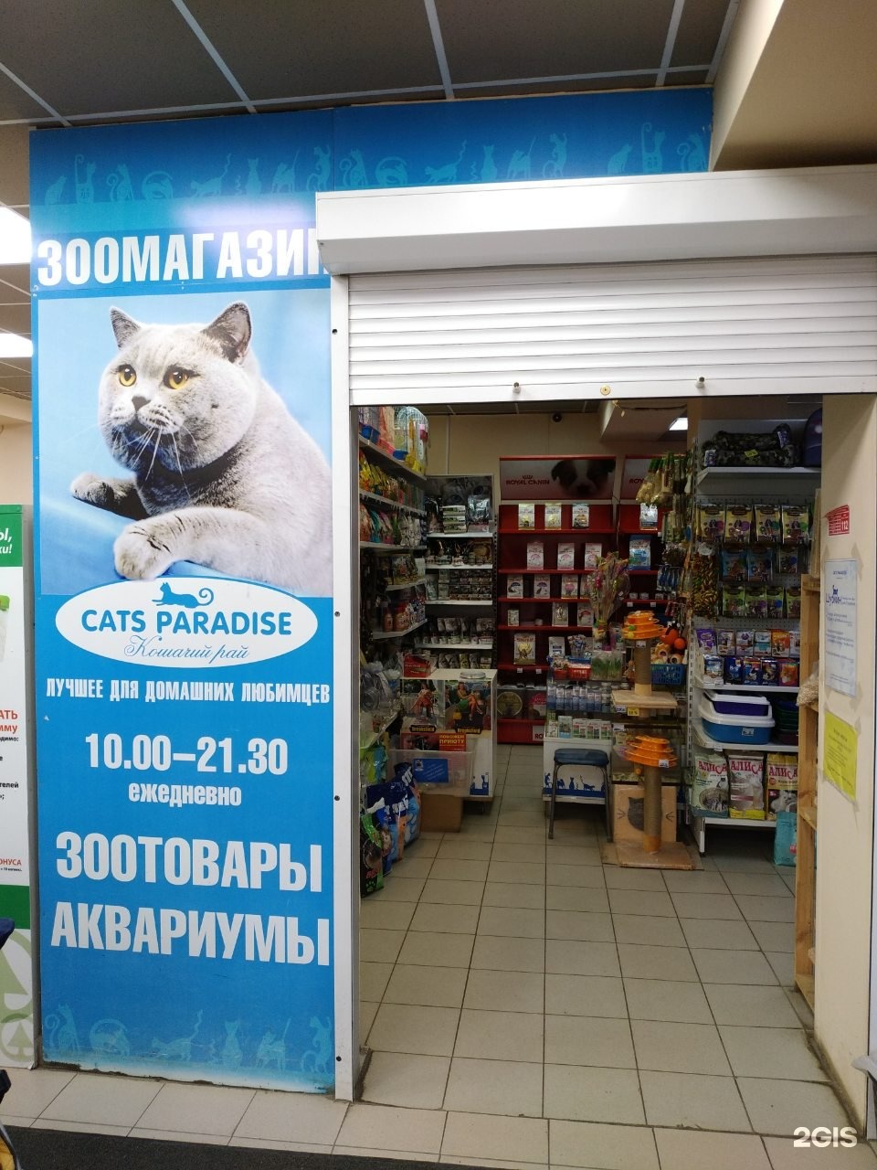 Парадиз кошки