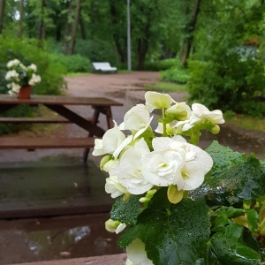 Фото от владельца Центральный парк культуры и отдыха им. С.М. Кирова