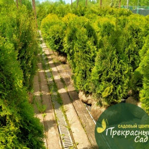 Фото от владельца Прекрасный Сад, торговая фирма