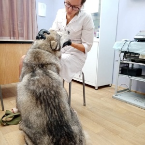 Фото от владельца ZooClinic, ветеринарный центр