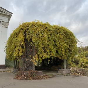 Фото от владельца Фондовая оранжерея, Главный ботанический сад им. Н.В. Цицина РАН