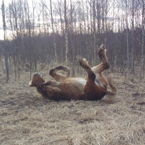 Фото от владельца Royal Horse, конный клуб