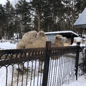 Фото от владельца Лесная сказка, санаторий