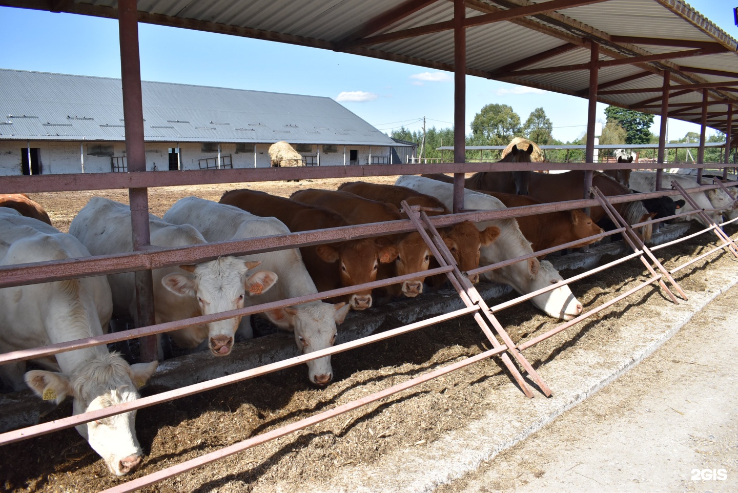 животноводство в калининградской области. племенное животноводство. племенное животноводство калининградской области. скотоводство калининград. животноводство в калининградской области.