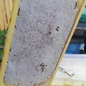 Фото от владельца Горная пчела, шале