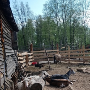 Фото от владельца Конно-сказочный хутор, досуговый центр для семьи и молодежи