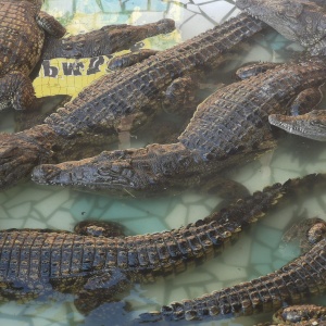 Фото от владельца Ферма крокодилов и аллигаторов