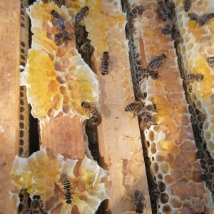 Фото от владельца СтавМеда, магазин продуктов пчеловодства