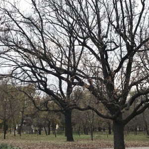 Фото от владельца Центральный парк культуры и отдыха им. Т. Шевченко