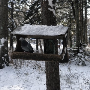 Фото от владельца Городской парк культуры и отдыха им. Ю.А. Гагарина