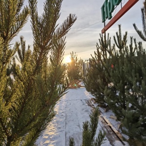 Фото от владельца Елочный базар