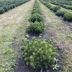 Фото от владельца Братья Green, группа компаний