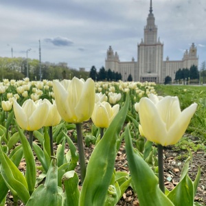 Фото от владельца Московский государственный университет им. М.В. Ломоносова