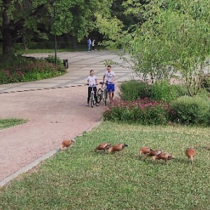 Фото от владельца Дубки, парк