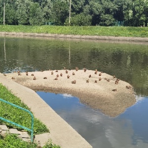 Фото от владельца Измайлово и Косинский, природно-исторический парк