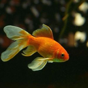 Фото от владельца FishPro, магазин аквариумистики