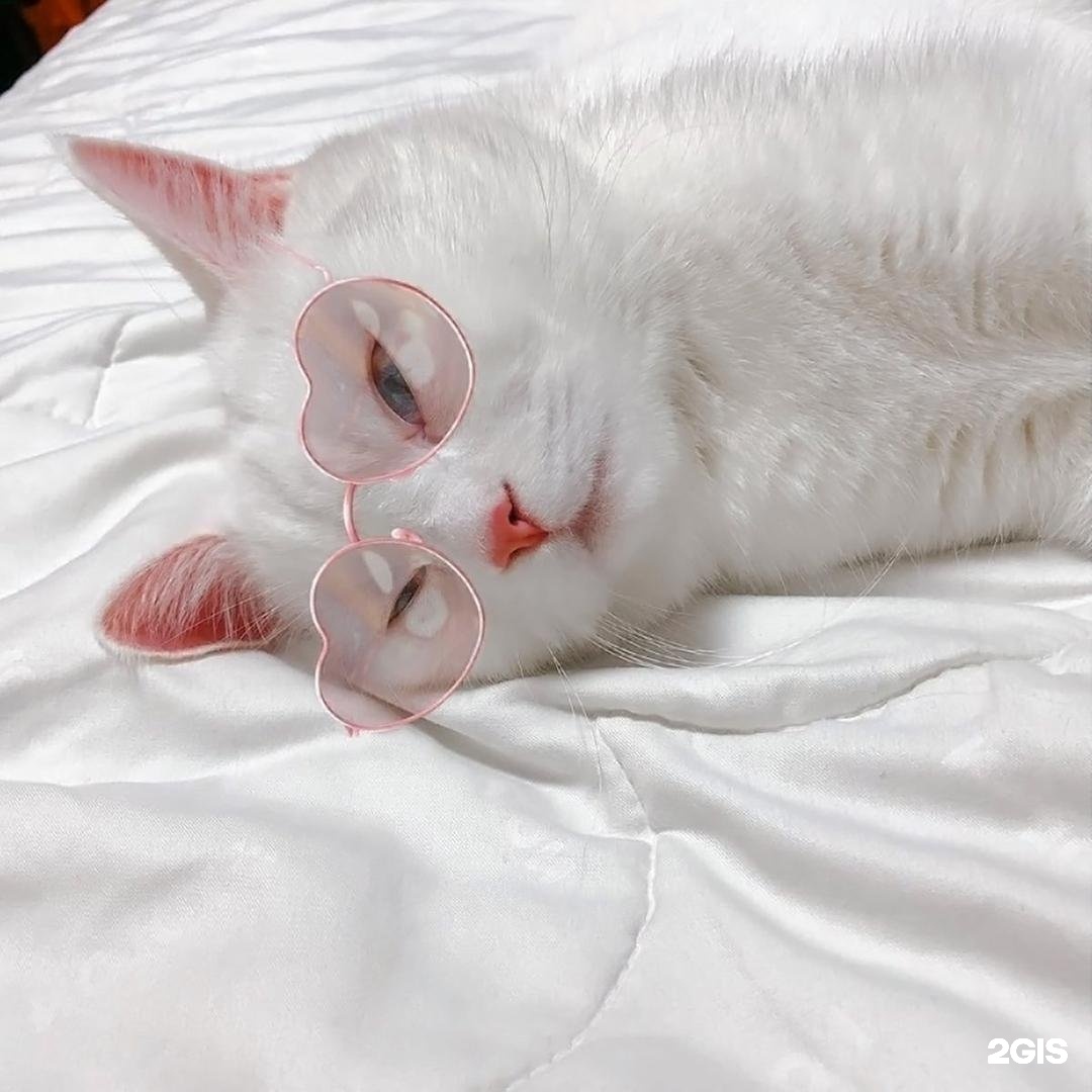 Котик эстетика