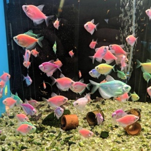 Фото от владельца Арована, магазин аквариумных товаров