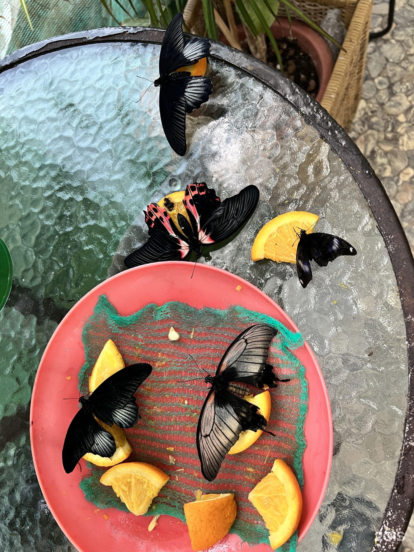 Музей бабочек на ВДНХ. Мир живых бабочек Анапа. Выставка бабочек на ВДНХ. Домик для бабочек. Дом бабочек на вднх
