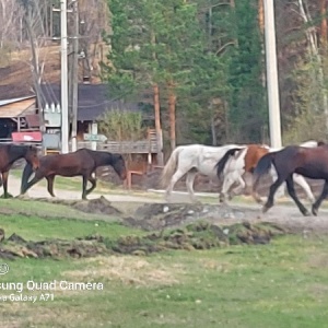 Фото от владельца Байгабак, мараловодческое хозяйство