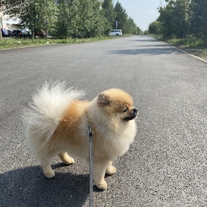 Фото от владельца Светский лев, зоосалон