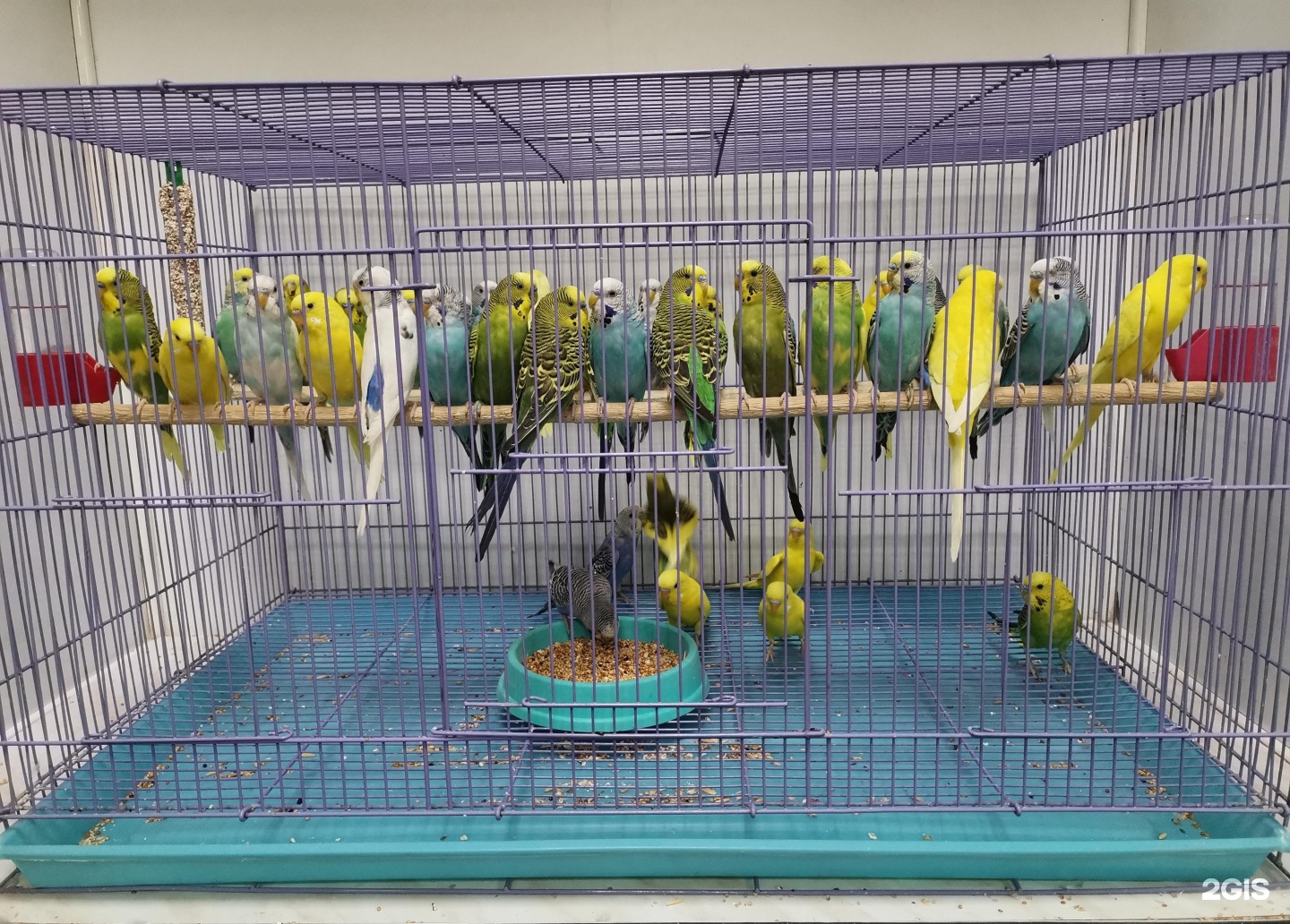 птицы в зоомагазине. домашняя канарейка вьюрковые. аптека для птиц амадинов. покажи зоотовары для канареек в старом осколе. зоомагазин канарейки.