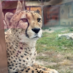 Фото от владельца Казанский зооботанический сад