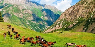Бишкек: Хостел Apple Hostel