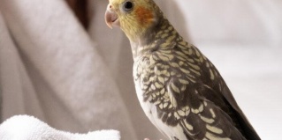 Динская: Отель Моцарт