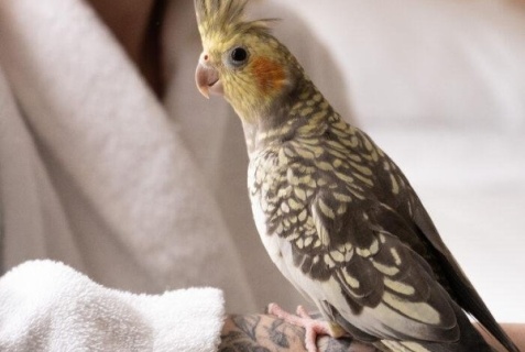 Динская: Отель Моцарт