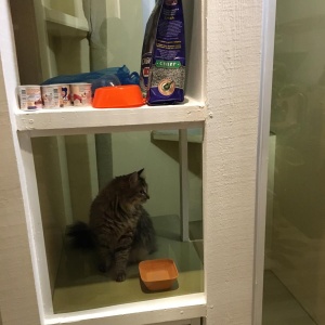 Фото от владельца Cat House, специализированная гостиница для кошек