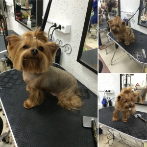 Фото от владельца АввА, парикмахерская для собак