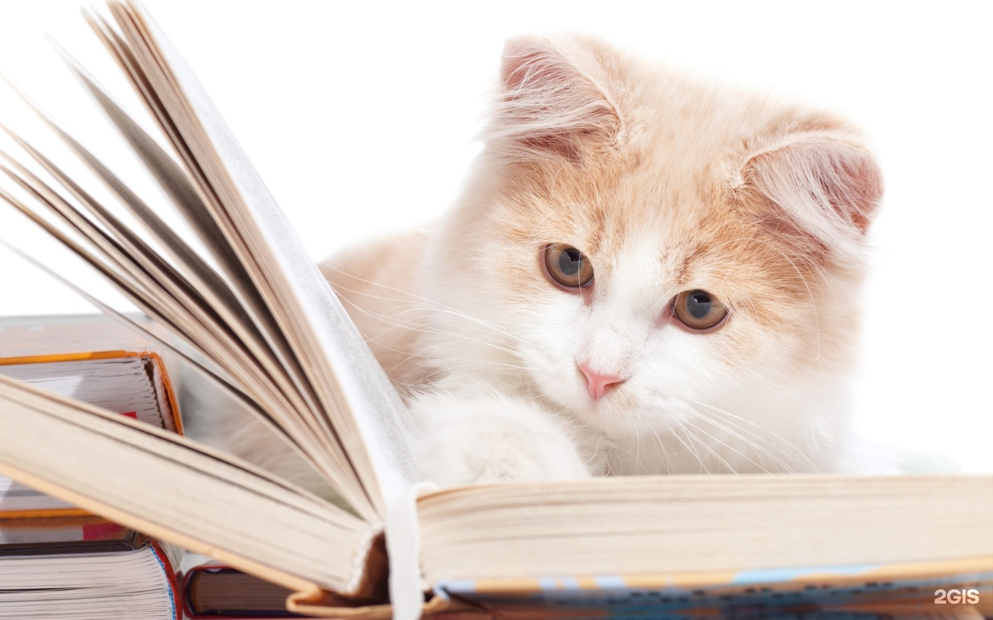 Котенок с книгой загрузить