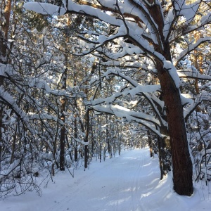 Фото от владельца Первая городская лыжня, лыжная база