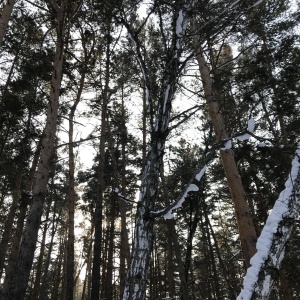 Фото от владельца Заельцовский, парк культуры и отдыха