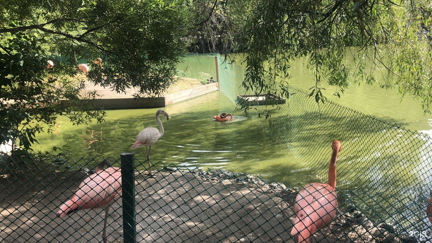 Озеро в зоопарке новосибирска