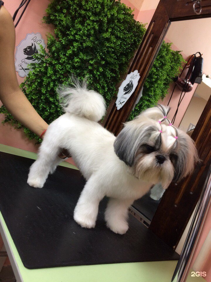 Грумер анапа. Грумер анапа. Стрижка собак в майкопе на ростовской. Анапа собака. Грумер анапа.