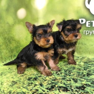 Фото от владельца Pet`s style, груминг-салон