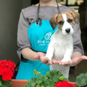 Фото от владельца Dog is Dog, груминг-студия