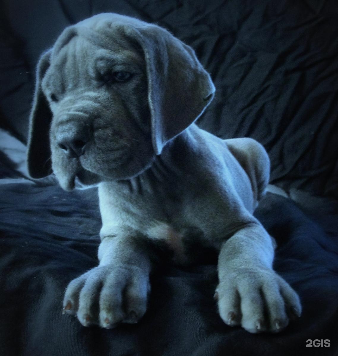 щенок немецкого дога голубой окрас. дог в хорошие руки. щенки дога в хорошие руки. королевский немецкий дог. отдам немецкого дога.