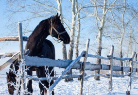 Гостевой дом Мечтатель в Алтайском крае