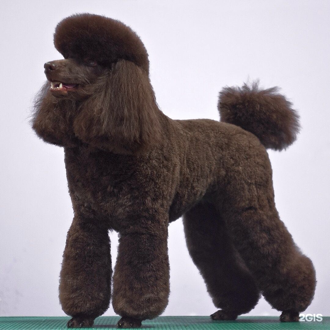 пудель стрижка континенталь. карликовый пудель не стриженый. пуделиные лапки у пуделя. королевский пудель лапы. пудель карликовый модерн.