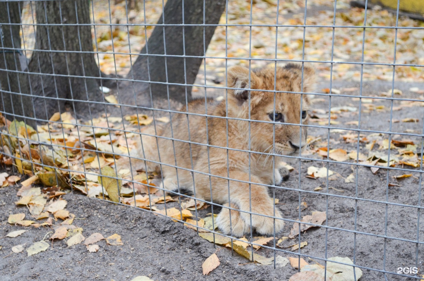 казань зоопарк новый адрес